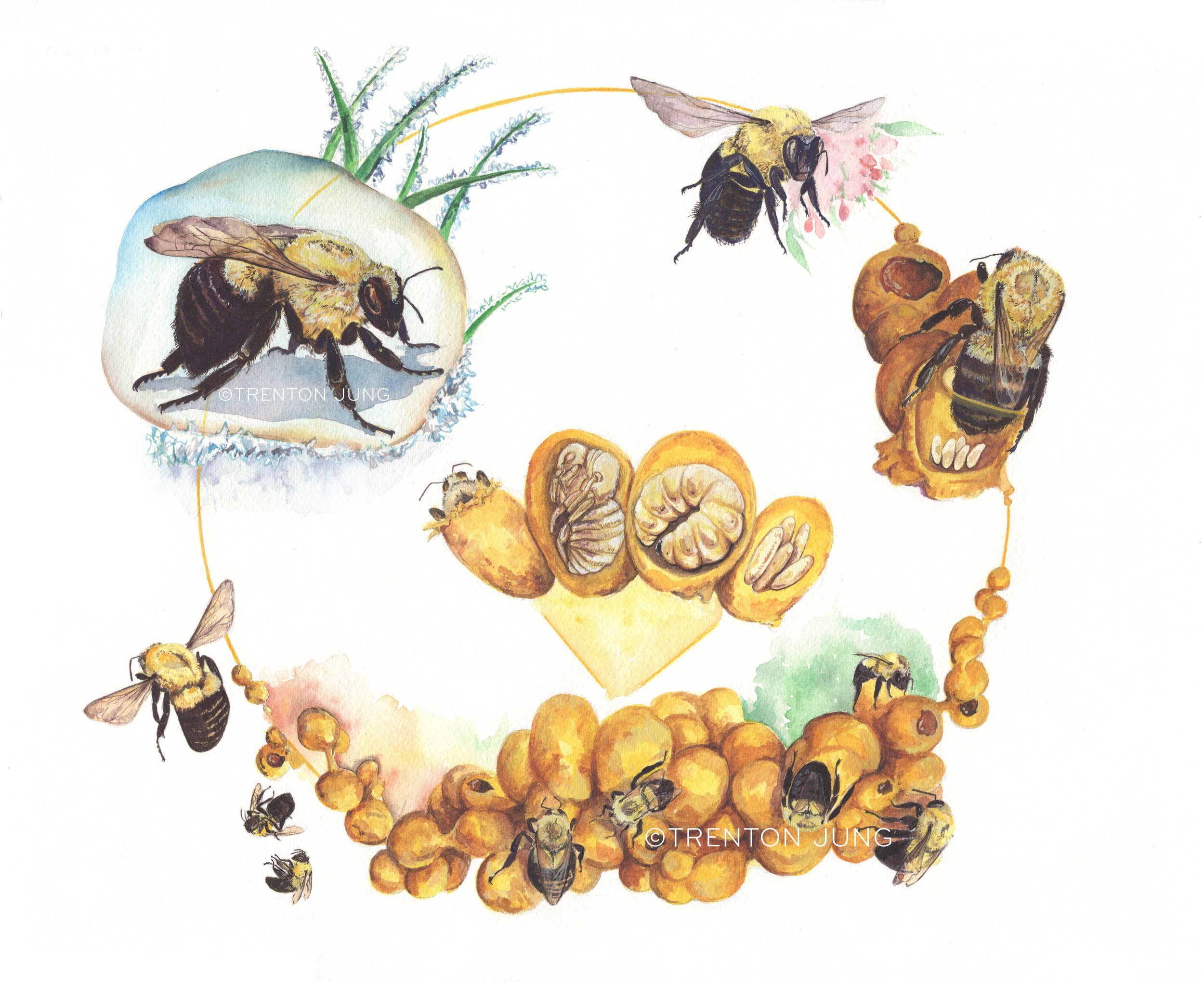 Eastern Bumble Bees - A Look Inside Their Lives — Trenton W. Jung